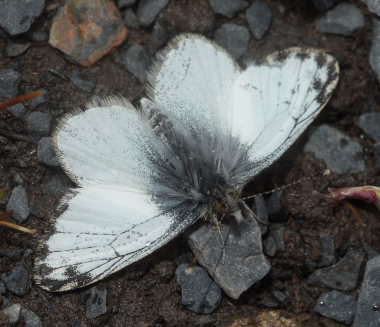 Pierphulia nysias (Weyner, 1890) ssp.: nysiella. La Cumbre, La Paz, elev. 4660 m. d.  25 february 2009. Photographer: Lars Andersen