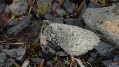 Pierphulia nysias (Weyner, 1890) ssp.: nysiella. La Cumbre, La Paz, elev. 4660 m. d.  25 february 2009. Photographer: Lars Andersen