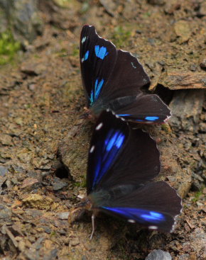 Diotima (Orophila diotima footei). The old railroad / Kori Wayku inca trail, Yungas, elev. 2000 m. 27 January 2009. Photographer: Lars Andersen