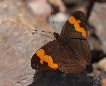 Saunders' Sister (Adelpha saundersii). The old railroad / Kori Wayku inca trail, Yungas, elev. 2000 m. 27 January 2009. Photographer: Lars Andersen 