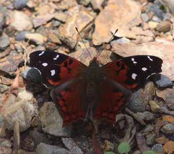 Red Mapwing (Hypanartia kefersteini). The old railroad / Kori Wayku inca trail, Yungas, elev. 2000 m. 27 January 2009. Photographer: Lars Andersen