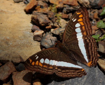 Alala Sister (Adelpha alala). The old railroad / Kori Wayku inca trail, Yungas, elev. 2000 m. 27 January 2009. Photographer: Lars Andersen 