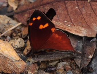 Medeba Satyr (Corades medeba). The old railroad / Kori Wayku inca trail, Yungas, elev. 2000 m. 27 January 2009. Photographer: Lars Andersen 