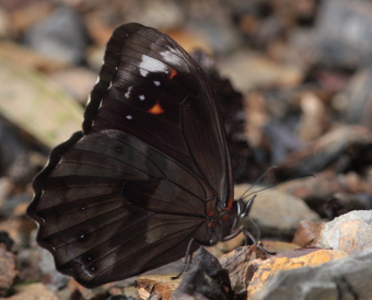 Unifasciata Satyr (Pronophila unifasciata). The old railroad / Kori Wayku inca trail, Yungas, elev. 2000 m. 27 January 2009. Photographer: Lars Andersen 