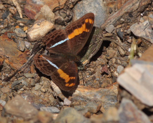 Olynthia Sister (Adelpha olynthia). The old railroad / Kori Wayku inca trail, Yungas, elev. 2000 m. 27 January 2009. Photographer: Lars Andersen 