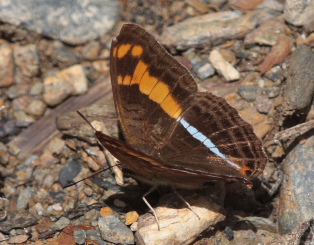 Olynthia Sister (Adelpha olynthia). The old railroad / Kori Wayku inca trail, Yungas, elev. 2000 m. 27 January 2009. Photographer: Lars Andersen 