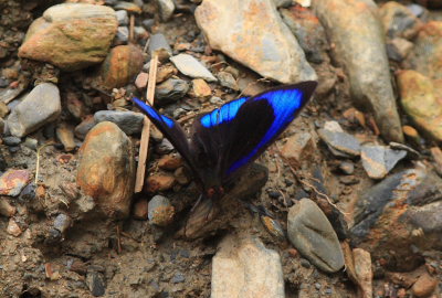 Eurota Purplewing, Eunica eurota. Santa Rosa de Quilo-Quilo, Yungas, Bolivia. D. 28 January 2009. Photographer: Lars Andersen