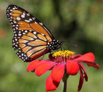 Sydlig Monark, Danaus erippus. Coroico 26 January 2009. Photographer; Lars Andersen