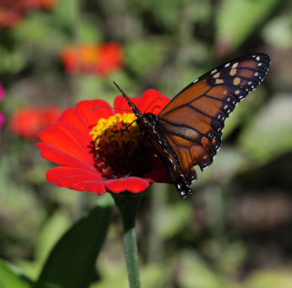 Sydlig Monark, Danaus erippus. Coroico 26 January 2009. Photographer; Lars Andersen