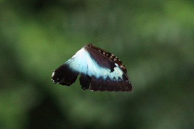 Morpho cisseis (C. & R Felder, 1860). Rio Zongo, Yungas. d. 17 February 2009. Photographer: Lars Andersen