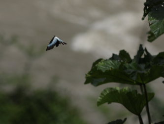 Morpho cisseis (C. & R Felder, 1860). Rio Zongo, Yungas. d. 17 February 2009. Photographer: Lars Andersen