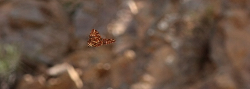 Morpho cisseis (C. & R Felder, 1860). Rio Zongo, Yungas. d. 17 February 2009. Photographer: Lars Andersen