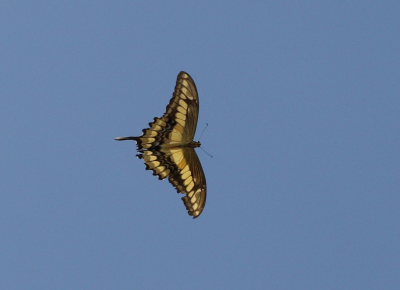 Heraclides paeon. Coroico, 1750 m.a.. Yungas. d. 26 January 2009. Photographer: Lars Andersen