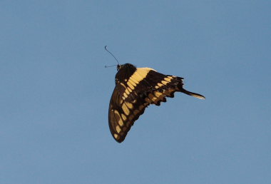 Heraclides paeon. Coroico, 1750 m.a.. Yungas. d. 26 January 2009. Photographer: Lars Andersen