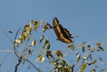 Heraclides paeon. Coroico, 1750 m.a.. Yungas. d. 26 January 2009. Photographer: Lars Andersen