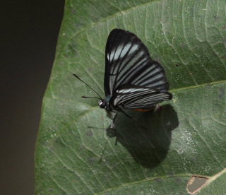 Esthema Metalmark, Brachyglenis esthema. Suapi, Yungas, Bolivia. D. 20 February 2009. Photographer: Lars Andersen