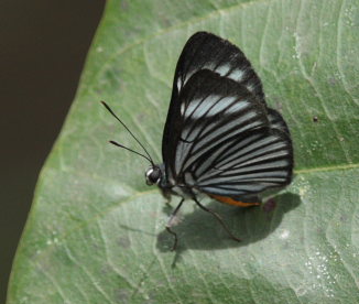 Celina Metalmark (Chimastrum celina). Suapi, Yungas, Bolivia. D. 20 February 2009. Photographer: Lars Andersen