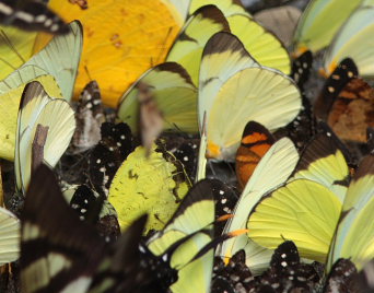 Mariposas de Bolivia. Suapi, Yungas, Bolivia. D. 20 February 2009. Photographer: Lars Andersen