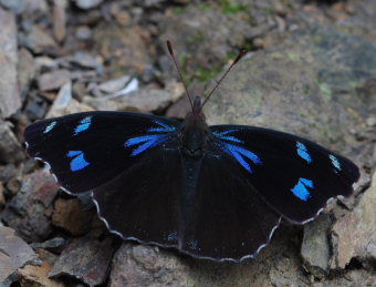 Diotima (Orophila diotima footei). The old railroad / Kori Wayku inca trail, Yungas, elev. 2000 m. 27 January 2009. Photographer: Lars Andersen