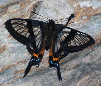 Chorinea sylphina. The old railroad / Kori Wayku inca trail, Yungas, elev. 2000 m. 27 January 2009. Photographer: Lars Andersen 