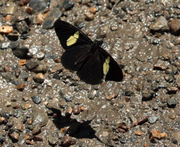 Cattleheart White, Archonias brassolis. Suapi, Yungas, Bolivia. D. 28 January 2009. Photographer: Lars Andersen