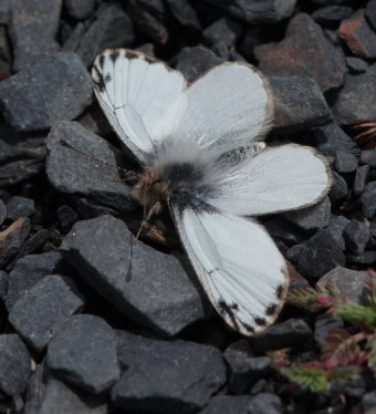 Pierphulia nysias (Weyner, 1890) ssp.: nysiella. La Cumbre, La Paz, elev. 4660 m. d.  25 february 2009. Photographer: Lars Andersen