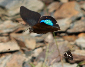 Chromus Leafwing, Noreppe chromus. Suapi, Yungas, Bolivia. D. 28 January 2009. Photographer: Lars Andersen