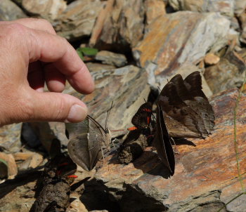 Chromus Leafwing, Noreppe chromus. Suapi, Yungas, Bolivia. D. 28 January 2009. Photographer: Lars Andersen