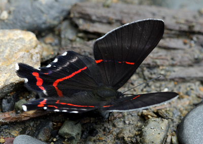 Meliboeus Swordtail, Ancyluris meliboeus. Suapi, Yungas, Bolivia. D. 28 January 2009. Photographer: Lars Andersen