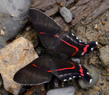 Meliboeus Swordtail, Ancyluris meliboeus. Suapi, Yungas, Bolivia. D. 28 January 2009. Photographer: Lars Andersen