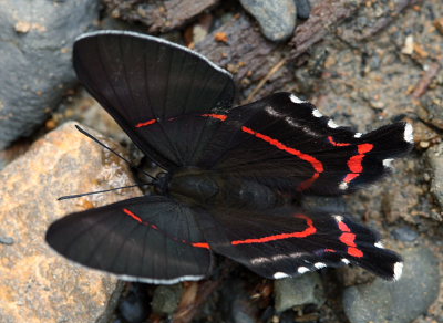 Meliboeus Swordtail, Ancyluris meliboeus. Suapi, Yungas, Bolivia. D. 28 January 2009. Photographer: Lars Andersen