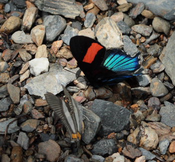 Inca Swordtail, Ancyluris inca miranda & Neurodes Metalmark, Siseme neurodes. Suapi, Yungas, Bolivia. D. 28 January 2009. Photographer: Lars Andersen