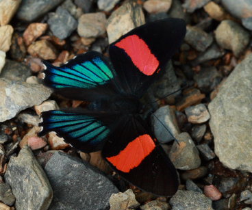 Inca Swordtail, Ancyluris inca miranda. Suapi, Yungas, Bolivia. D. 28 January 2009. Photographer: Lars Andersen