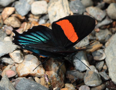 Inca Swordtail, Ancyluris inca miranda. Suapi, Yungas, Bolivia. D. 28 January 2009. Photographer: Lars Andersen