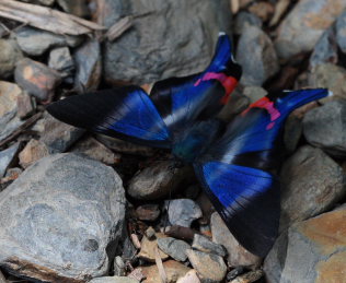 Dyson's Swordtail, Rhetus dysonii. Suapi, Yungas, Bolivia. D. 28 January 2009. Photographer: Lars Andersen