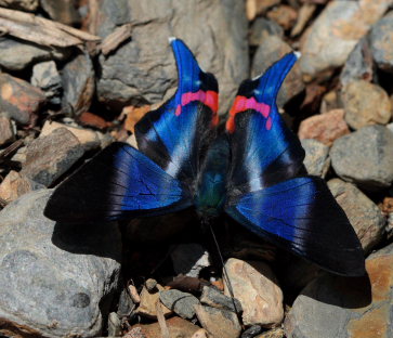 Dyson's Swordtail, Rhetus dysonii. Suapi, Yungas, Bolivia. D. 28 January 2009. Photographer: Lars Andersen