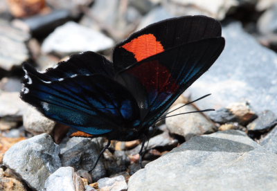 Inca Swordtail, Ancyluris inca miranda. Suapi, Yungas, Bolivia. D. 28 January 2009. Photographer: Lars Andersen