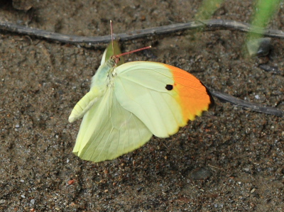 Orange-tipped Angled Sulphur, Anteos menippe. Santa Rosa de Quilo-Quilo, Yungas, Bolivia. D. 28 January 2009. Photographer: Lars Andersen