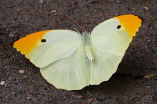 Orange-tipped Angled Sulphur, Anteos menippe. Santa Rosa de Quilo-Quilo, Yungas, Bolivia. D. 28 January 2009. Photographer: Lars Andersen