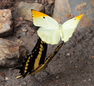 Thoas Swallowtails, heraclides thoas & Orange-tipped Angled Sulphur, Anteos menippe. Santa Rosa de Quilo-Quilo, Yungas, Bolivia. D. 28 January 2009. Photographer: Lars Andersen