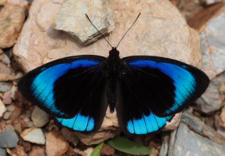 Purplewing, Eunica alcmena. Santa Rosa de Quilo-Quilo, Yungas, Bolivia. D. 28 January 2009. Photographer: Lars Andersen