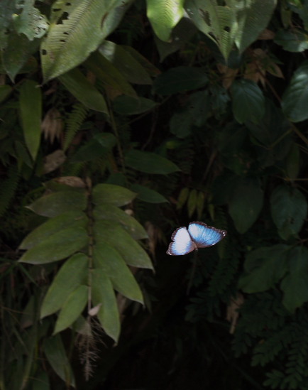 Morpho deidamia. Santa Rosa de Quilo-Quilo, Yungas, Bolivia. D. 28 January 2009. Photographer: Lars Andersen