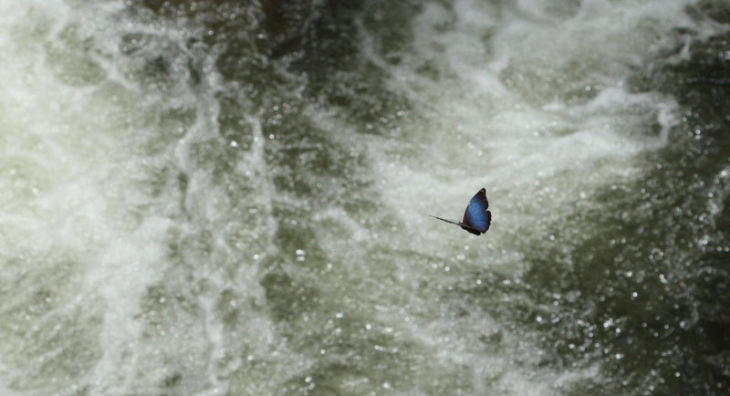 Morpho deidamia. Santa Rosa de Quilo-Quilo, Yungas, Bolivia. D. 28 January 2009. Photographer: Lars Andersen