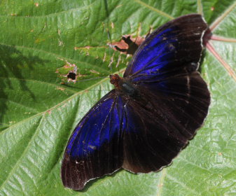 Sydonia Purplewing, Eunica sydonia. Santa Rosa de Quilo-Quilo, Yungas, Bolivia. D. 28 January 2009. Photographer: Lars Andersen