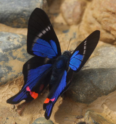 Periander Swordtail, (Rhetus periander).  Rio Zongo,  between Caranavi and Guarnay, Yungas. d. 31 January 2009. Photographer: Lars Andersen