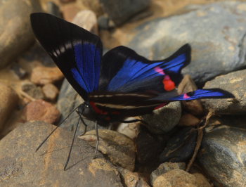 Periander Swordtail, (Rhetus periander).  Rio Zongo,  between Caranavi and Guarnay, Yungas. d. 31 January 2009. Photographer: Lars Andersen