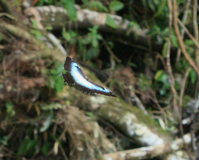 Morpho cisseis (C. & R Felder, 1860). Rio Zongo,  between Caranavi and Guarnay, Yungas. d. 31 January 2009. Photographer: Lars Andersen