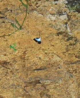 Morpho cisseis (C. & R Felder, 1860). Rio Zongo,  between Caranavi and Guarnay, Yungas. d. 31 January 2009. Photographer: Lars Andersen