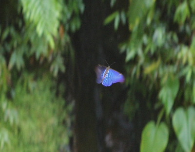 Morpho rhetenor (Cramer, 1775). Rio Zongo,  between Caranavi and Guarnay, Yungas. d. 31 January 2009. Photographer: Lars Andersen