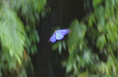 Morpho rhetenor (Cramer, 1775). Rio Zongo,  between Caranavi and Guarnay, Yungas. d. 31 January 2009. Photographer: Lars Andersen